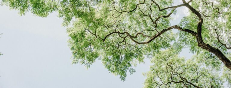 low-angle view of tree branches overhead, with a blue sky above